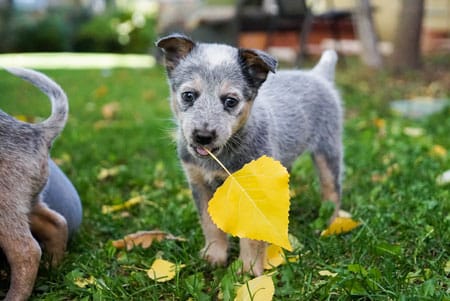 Sanctuary evne forklare Hundewelpen aus dem Tierheim | Tierheim Verzeichnis